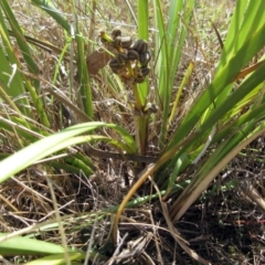 Lomandra multiflora (Many-flowered Matrush) at Molonglo Valley, ACT - 7 Feb 2023 by sangio7