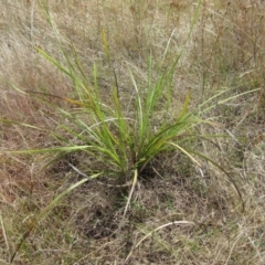 Lomandra multiflora at Molonglo Valley, ACT - 7 Feb 2023 12:25 PM