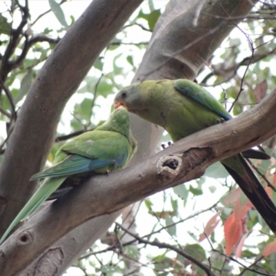 Polytelis swainsonii (Superb Parrot) at Red Hill to Yarralumla Creek - 29 Jan 2023 by Miranda