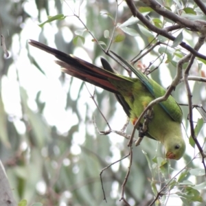 Polytelis swainsonii at Hughes, ACT - suppressed