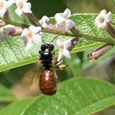 Exoneura sp. (genus) (A reed bee) at Dulwich Hill, NSW - 15 Jan 2023 by JudeWright