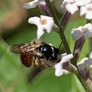 Exoneura sp. (genus) at Dulwich Hill, NSW - 15 Jan 2023