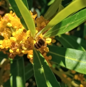 Lasioglossum (Chilalictus) bicingulatum at Holder, ACT - 5 Feb 2023