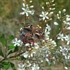 Neorrhina punctata (Spotted flower chafer) at Holder Wetlands - 5 Feb 2023 by Miranda