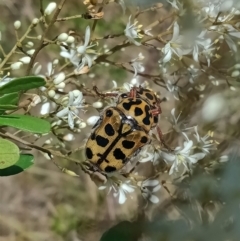 Neorrhina punctatum at Holder, ACT - 5 Feb 2023 12:40 PM