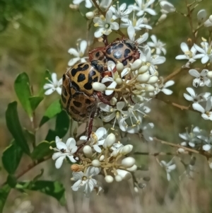 Neorrhina punctatum at Holder, ACT - 5 Feb 2023 12:40 PM