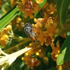 Megachile (Hackeriapis) tosticauda (Native tosticauda resin bee) at Holder, ACT - 5 Feb 2023 by Miranda