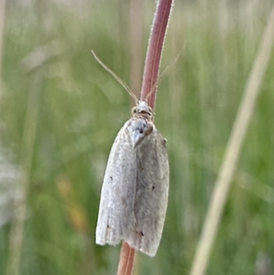 Epiphyas caryotis (A Tortricid moth) at Namadgi National Park - 5 Feb 2023 by Pirom