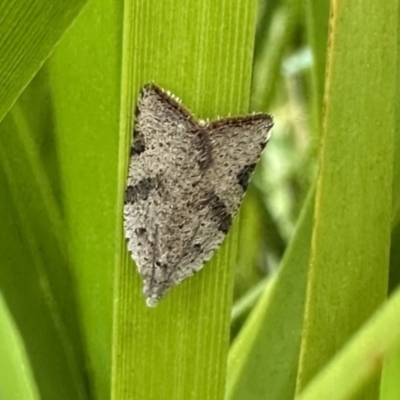 Anisogona similana (A tortrix moth) at Namadgi National Park - 5 Feb 2023 by Pirom