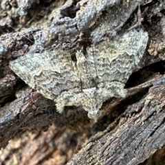 Phrissogonus laticostata (Apple looper moth) at Mount Ainslie - 4 Feb 2023 by Pirom