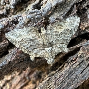 Phrissogonus laticostata (Apple looper moth) at Ainslie, ACT by Pirom