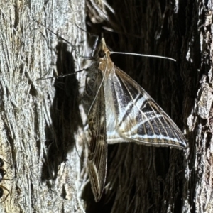 Phrataria transcissata at Ainslie, ACT - 2 Feb 2023