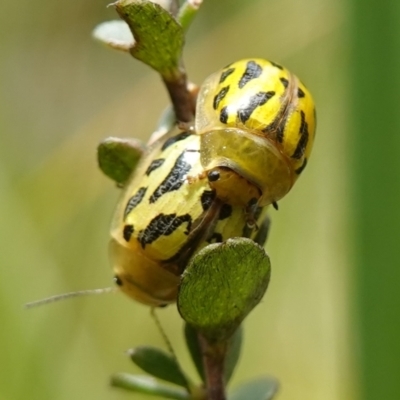 Paropsisterna obliterata (Obliterate Melaleuca Leaf Beetle) at Namadgi National Park - 16 Dec 2022 by RobG1