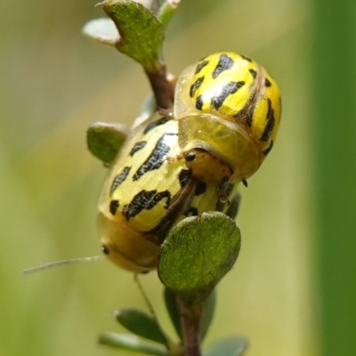 Paropsisterna obliterata (Obliterate Melaleuca Leaf Beetle) at Paddys River, ACT - 16 Dec 2022 by RobG1