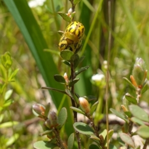 Paropsisterna obliterata at Paddys River, ACT - suppressed