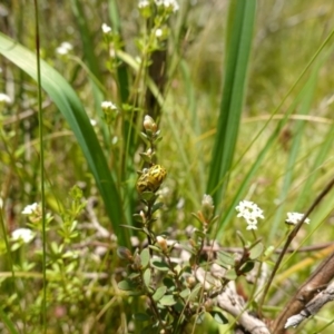 Paropsisterna obliterata at suppressed - 16 Dec 2022
