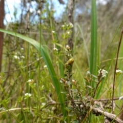 Paropsisterna obliterata at suppressed - 16 Dec 2022