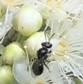 Lasioglossum (Homalictus) sphecodoides at Dulwich Hill, NSW - 23 Jan 2023