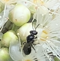 Lasioglossum (Homalictus) sphecodoides (sweat bee) at Dulwich Hill, NSW - 23 Jan 2023 by JudeWright