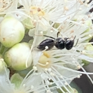 Lasioglossum (Homalictus) sphecodoides at Dulwich Hill, NSW - 23 Jan 2023