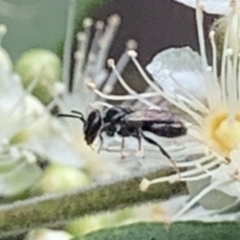 Lasioglossum (Homalictus) sphecodoides at Dulwich Hill, NSW - 23 Jan 2023