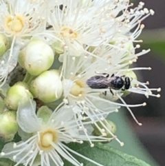 Lasioglossum (Homalictus) sphecodoides at Dulwich Hill, NSW - 23 Jan 2023