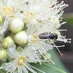 Lasioglossum (Homalictus) sphecodoides at Dulwich Hill, NSW - suppressed