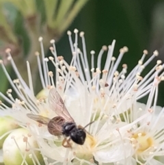 Exoneura sp. (genus) (A reed bee) at Dulwich Hill, NSW - 23 Jan 2023 by JudeWright