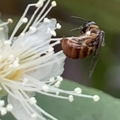 Exoneura sp. (genus) at Dulwich Hill, NSW - 23 Jan 2023