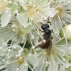 Exoneura sp. (genus) at Dulwich Hill, NSW - 23 Jan 2023