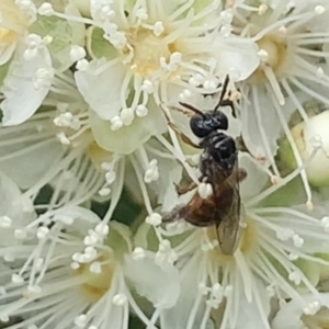 Exoneura sp. (genus) at Dulwich Hill, NSW - 23 Jan 2023