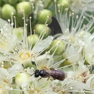 Exoneura sp. (genus) at Dulwich Hill, NSW - 23 Jan 2023