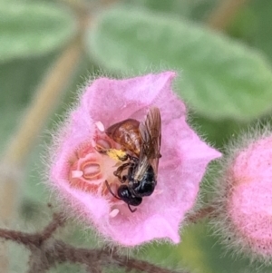 Exoneura sp. (genus) at Dulwich Hill, NSW - 23 Jan 2023