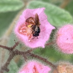 Exoneura sp. (genus) at Dulwich Hill, NSW - 23 Jan 2023