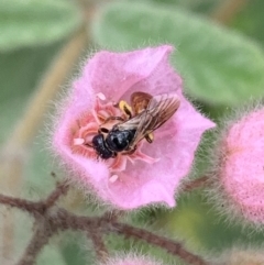 Exoneura sp. (genus) at Dulwich Hill, NSW - suppressed