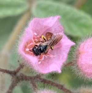 Exoneura sp. (genus) at Dulwich Hill, NSW - suppressed