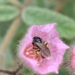 Exoneura sp. (genus) at Dulwich Hill, NSW - 23 Jan 2023