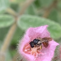 Exoneura sp. (genus) at Dulwich Hill, NSW - 23 Jan 2023