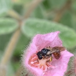 Exoneura sp. (genus) at Dulwich Hill, NSW - suppressed