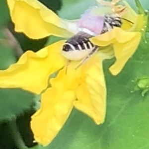 Megachile (Eutricharaea) serricauda at Dulwich Hill, NSW - suppressed