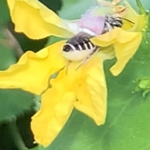 Megachile (Eutricharaea) serricauda at Dulwich Hill, NSW - 23 Jan 2023