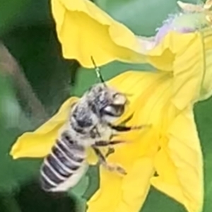 Megachile (Eutricharaea) serricauda at suppressed - 23 Jan 2023