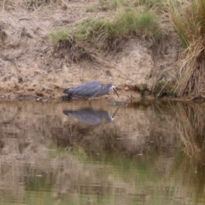 Egretta novaehollandiae at Paddys River, ACT - 8 Feb 2023 11:22 AM