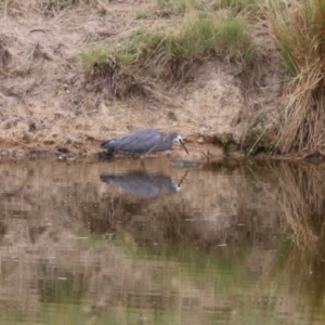 Egretta novaehollandiae at Paddys River, ACT - 8 Feb 2023