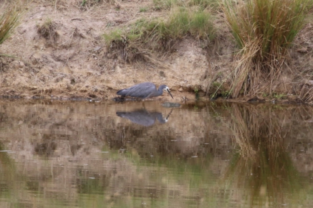 Egretta novaehollandiae at Paddys River, ACT - 8 Feb 2023