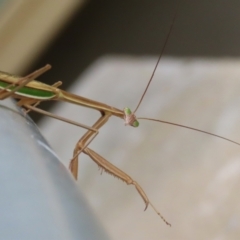 Tenodera australasiae (Purple-winged mantid) at Undefined Area - 8 Feb 2023 by RodDeb