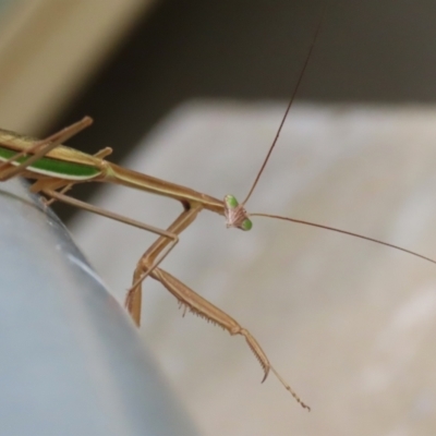 Tenodera australasiae (Purple-winged mantid) at Namadgi National Park - 8 Feb 2023 by RodDeb