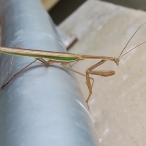 Tenodera australasiae at Undefined Area - 8 Feb 2023