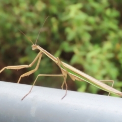 Tenodera australasiae at Undefined Area - 8 Feb 2023