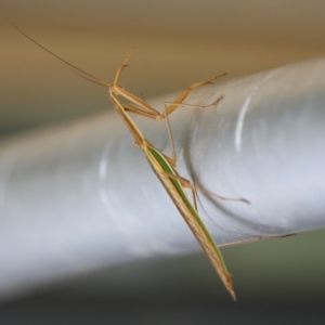 Tenodera australasiae at Undefined Area - 8 Feb 2023 12:28 PM